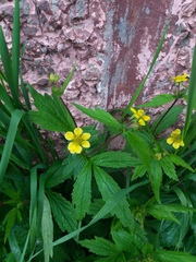Geum aleppicum