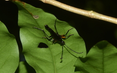 Strangalia brachialis