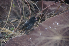 Geospiza conirostris