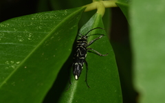 Megacyllene angulata