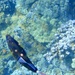 クロモンガラ