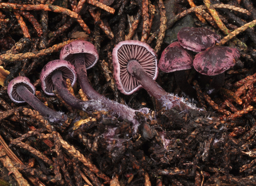 Pseudobaeospora
