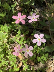 Phlox adsurgens