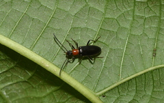 Statira