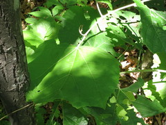 Tilia mandshurica
