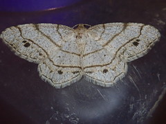 Trigrammia quadrinotaria