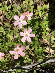 Phlox adsurgens