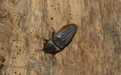 Chalcolepidius rugatus