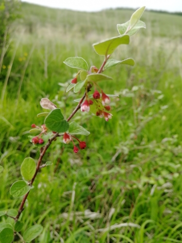 dark-fruited cotoneaster