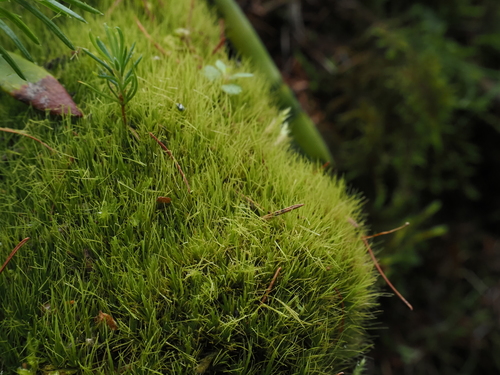 Dicranum fragilifolium