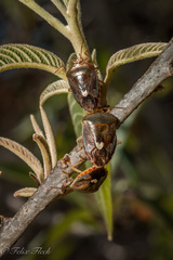 Ascra cordifera