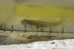 Gillichthys mirabilis