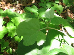Tilia mandshurica