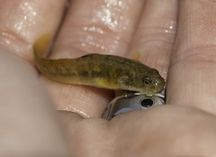 Gillichthys mirabilis