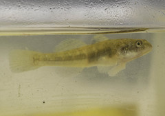 Gillichthys mirabilis