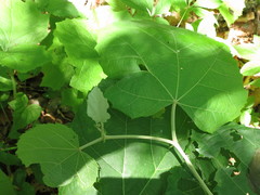Tilia mandshurica