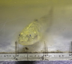 Gillichthys mirabilis