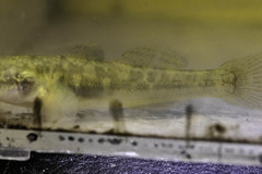 Gillichthys mirabilis