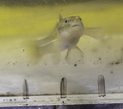 Gillichthys mirabilis