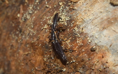 Brentinae