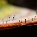 Phaeocalicium polyporaeum - Photo (c) noah_siegel, μερικά δικαιώματα διατηρούνται (CC BY-NC-SA), uploaded by noah_siegel