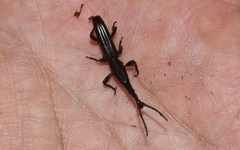 Brentinae