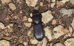 Passalus