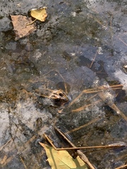 Lithobates pipiens