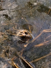 Lithobates pipiens