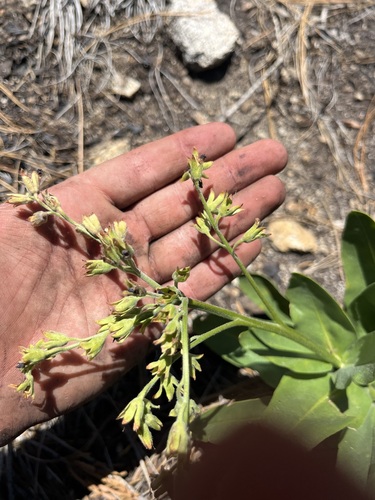Image of Andersonglossum occidentale by (c) T. J. Samojedny, some rights reserved (CC BY)
