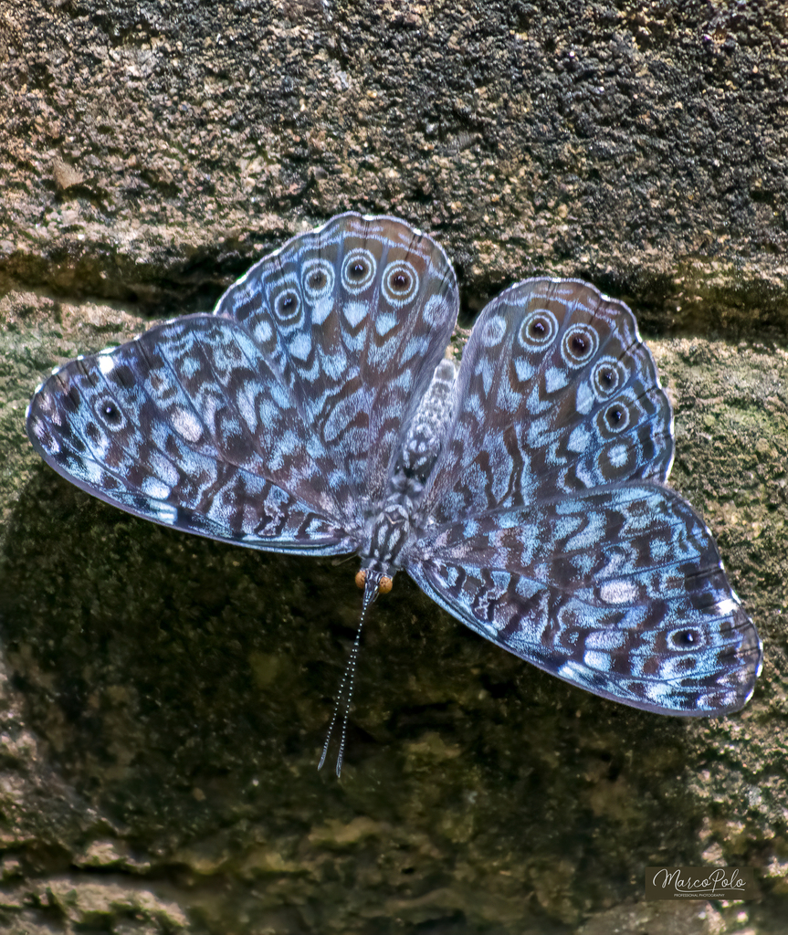 Black-patched Cracker