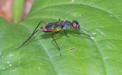 Taeniaptera trivittata