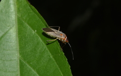 Dysdercus capitatus