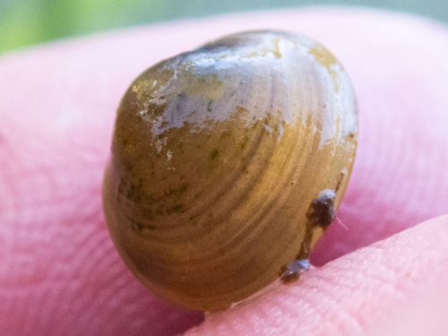 European Fingernail Clam