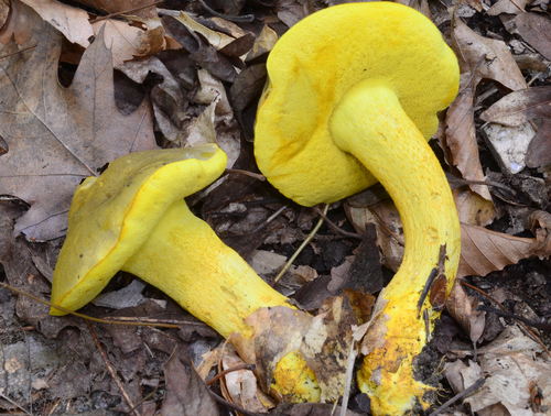 Ornate-stalked bolete
