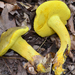 Retiboletus - Photo (c) noah_siegel, some rights reserved (CC BY-NC-SA), uploaded by noah_siegel