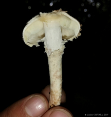 Cystolepiota pulverulenta