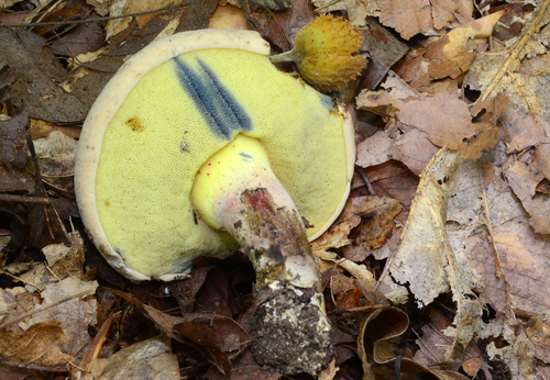 Caloboletus inedulis