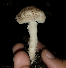 Cystolepiota pulverulenta