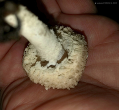 Cystolepiota pulverulenta