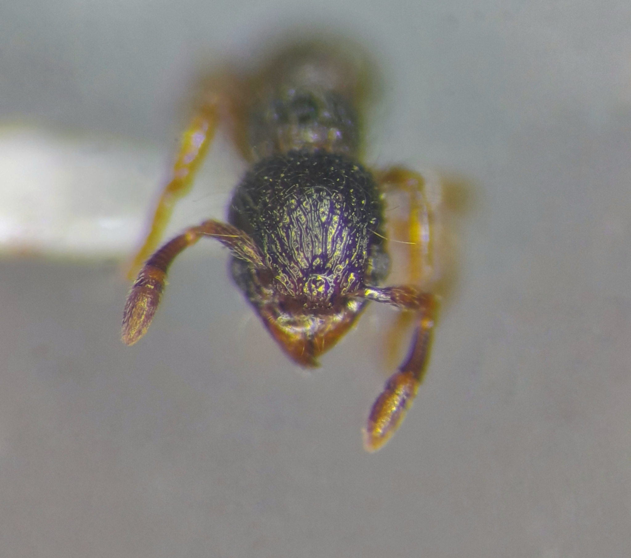 Lachnomyrmex plaumanni