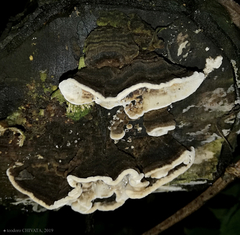 Coriolopsis caperata