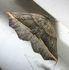 Metanema determinata