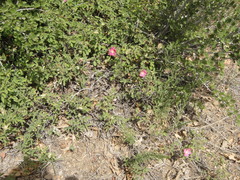 Rosa bridgesii