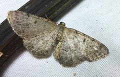 Aethalura intertexta