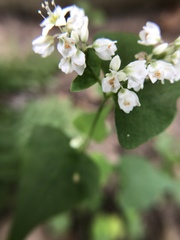 Fagopyrum esculentum