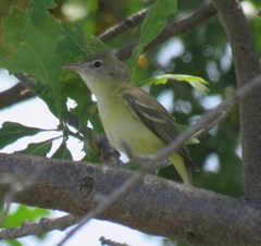 Vireo bellii bellii