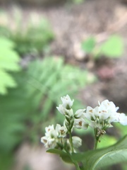 Fagopyrum esculentum