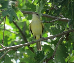 Vireo bellii bellii