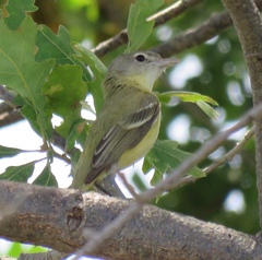Vireo bellii bellii